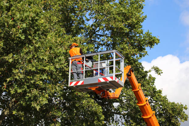 Tree Branch Trimming in Murphy, MO